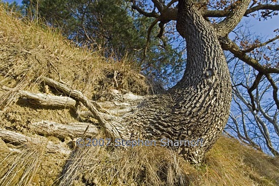 hanging oak graphic